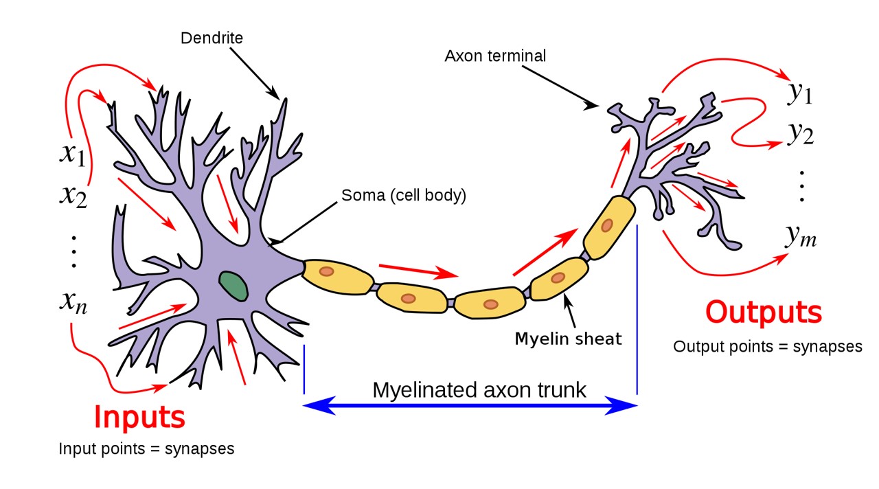 Neuron